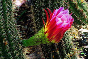 Cactus flower in bloom