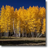 North Rim Aspens