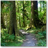 Olympic National Park and the Columbia River Gorge Tours